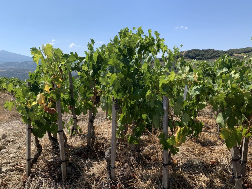 Roger Bissell exploring Italian wine and food at the Podere Le Ripi winery in Montalcino