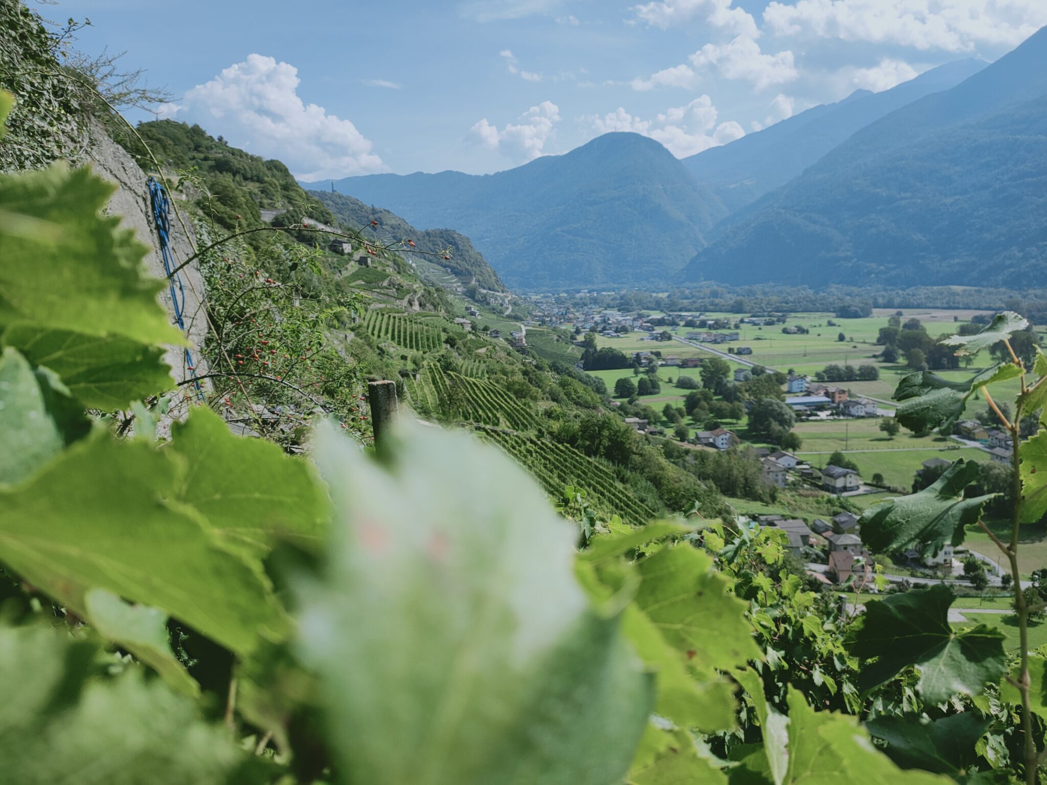 ARPEPE: The Crown Jewel of Valtellina Valley – Roger Bissell