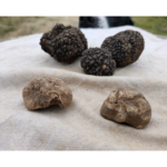 What Is A Truffle? Part 2: How To Select Truffles