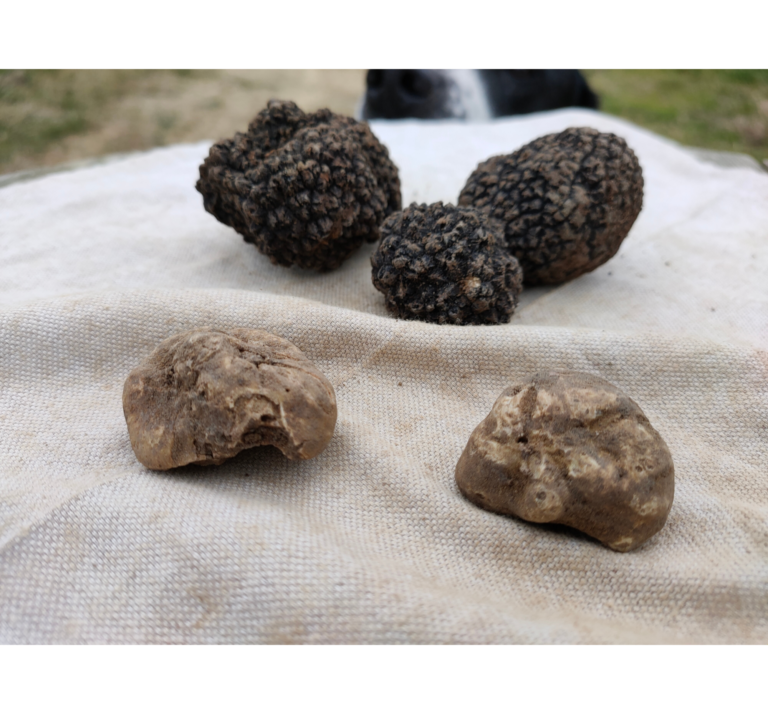An afternoon Truffle Hunt with Marco