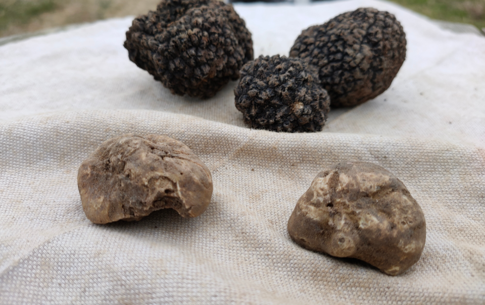 An afternoon Truffle Hunt with Marco